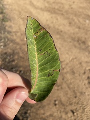 Stigmella prunifoliella