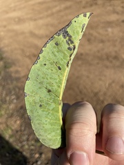 Stigmella prunifoliella