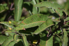 Stigmella prunifoliella