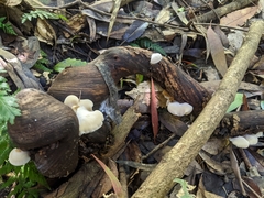 Omphalotus nidiformis