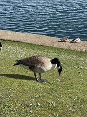 Branta canadensis