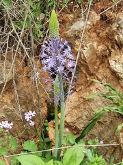 Scilla hyacinthoides