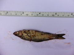 Pseudorasbora parva