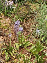 Scilla hyacinthoides
