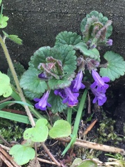 Glechoma hederacea