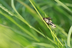 Canephora hirsuta