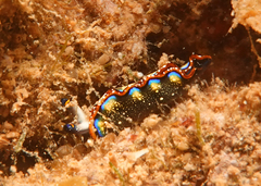 Thuridilla indopacifica