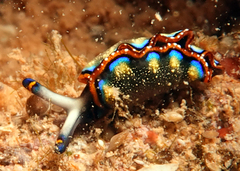 Thuridilla indopacifica