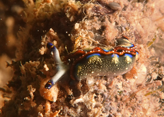 Thuridilla indopacifica