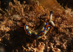 Thuridilla indopacifica