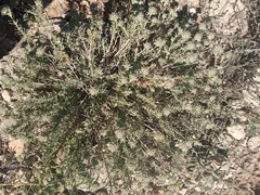 Teucrium murcicum