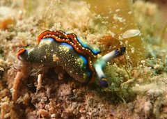 Thuridilla indopacifica