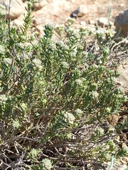 Teucrium murcicum