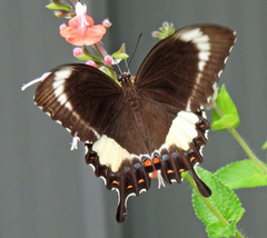 Papilio fuscus capaneus