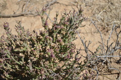 Mesembryanthemum junceum