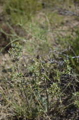 Berkheya pinnatifida