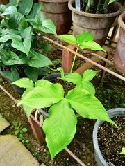 Pinellia fujianensis