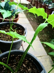 Pinellia fujianensis