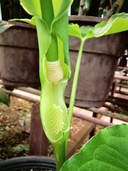 Pinellia fujianensis