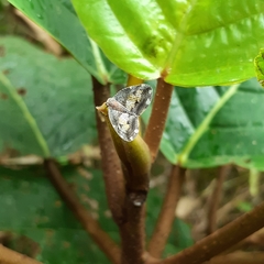 Ricanoptera fenestrata