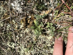 Vittadinia australis