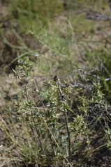 Berkheya pinnatifida