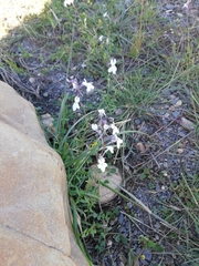 Linaria nigricans