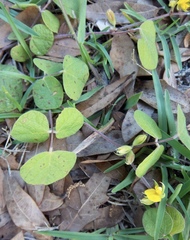 Rhynchosia difformis