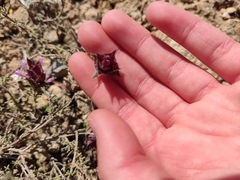 Thymus moroderi