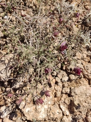 Thymus moroderi
