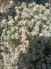 Teucrium murcicum