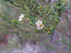 Diosma echinulata