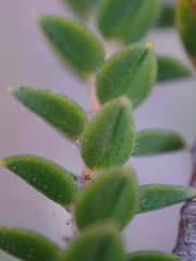 Diosma echinulata