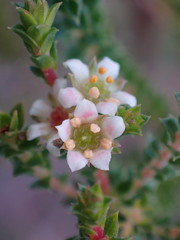 Diosma echinulata