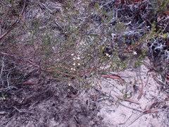 Lachnaea axillaris