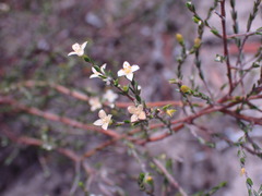 Lachnaea axillaris
