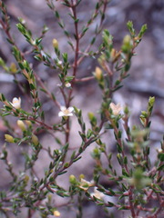 Lachnaea axillaris