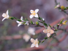 Lachnaea axillaris