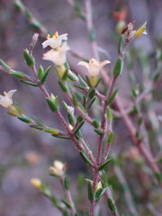 Lachnaea axillaris