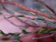 Lachnaea axillaris