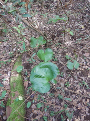 Proiphys amboinensis