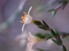 Lachnaea axillaris
