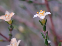 Lachnaea axillaris