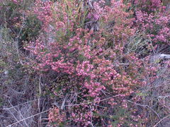 Erica dispar