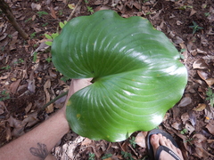 Proiphys amboinensis