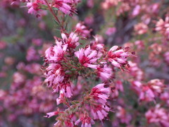Erica dispar