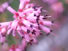 Erica dispar