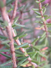 Erica dispar