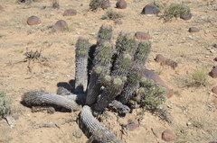Euphorbia stellispina