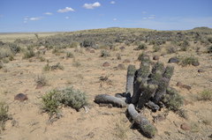 Euphorbia stellispina